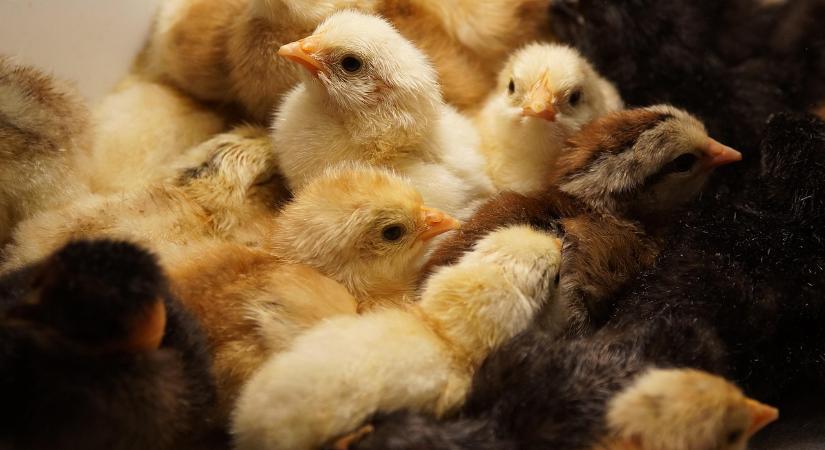 Az európai bizottság a gazdák véleményét kéri az állatjóléti jogszabályok korszerűsítéséről - Agrotrend
