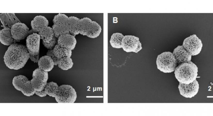 Parányi robotok rajaival váltanák ki az antibiotikumokat kínai és hongkongi kutatók - Qubit