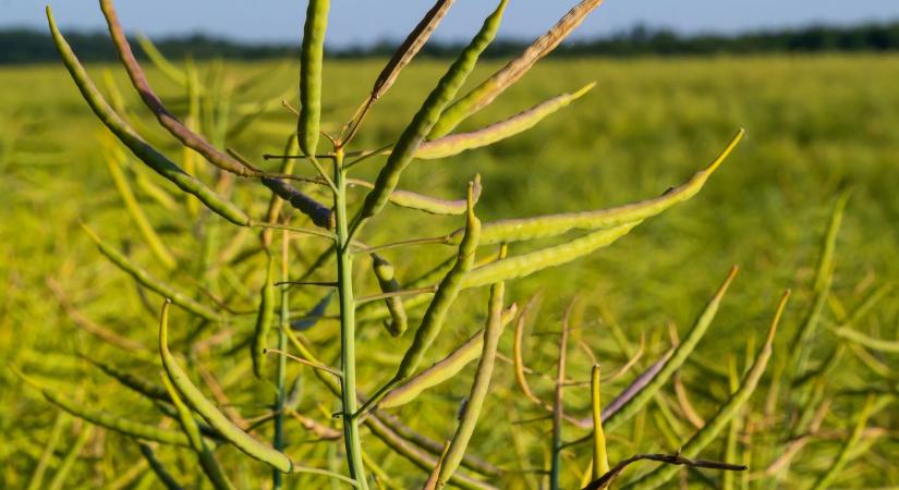 Nem mindegy, mit vetsz: ezek a repcehibridek kiállják a klímastresszt - Agroinform
