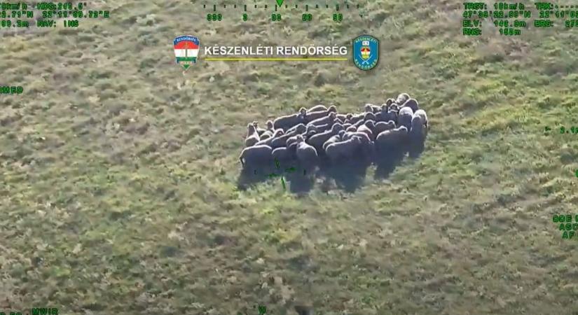 A lángokból mentették ki a bácsit és juhait, az égből érkezett a segítség! (képek, videó) - Veol