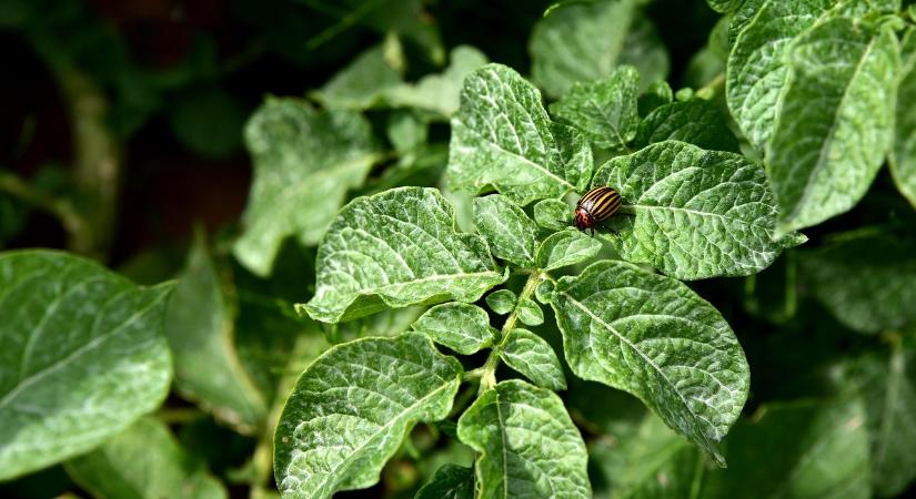 Zsigó György ezt tanácsolja a burgonyabogár ellen - Agrotrend