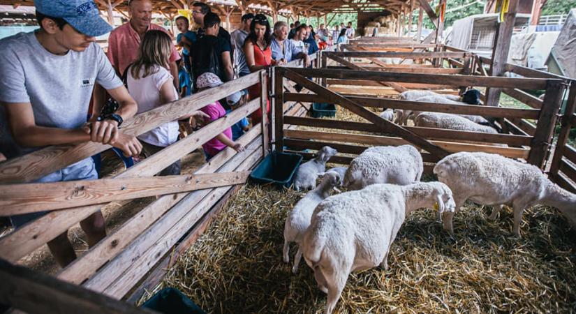 Debrecen ad otthont az egyetlen hazai tenyészállat-bemutatónak - Agroinform