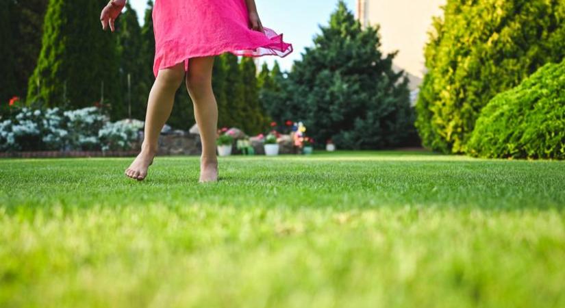 A fű nyári kiégése is megelőzhető: így marad zöld a kertben a szakértő szerint - Femina