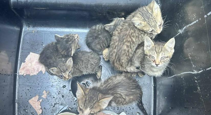 Zsákban kidobott macskákat találtak ma reggel – fogytán a hely, az idő és az erő - Veol