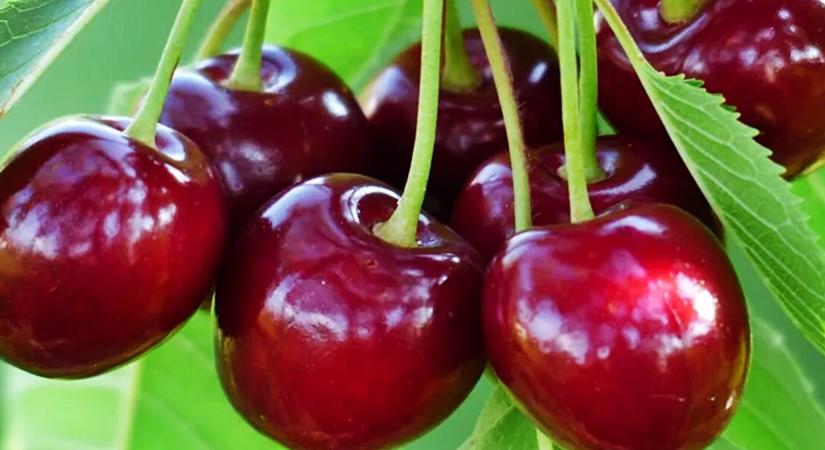 Egy mennyei nyári desszert és csak 4 összetevő az egész! - közbeszéd.hu