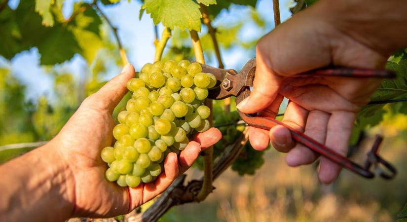 Borászati válság: Fajtaváltás vagy tradíció? - Agroinform