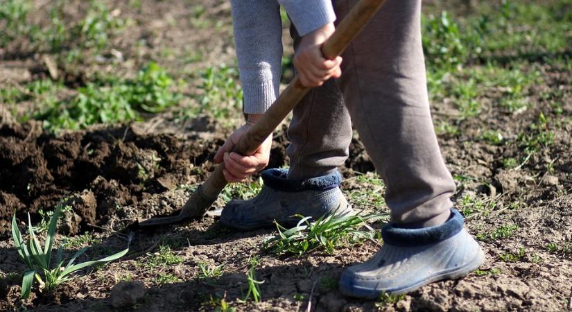 Július 1-től évente maximum 120 napot lehet alkalmi és idénymunkában dolgozni - Üzletem
