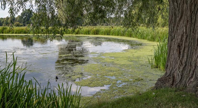 Ki a felelős? A mezőgazdaságot hibáztatják egy tragédia miatt! - Agroinform