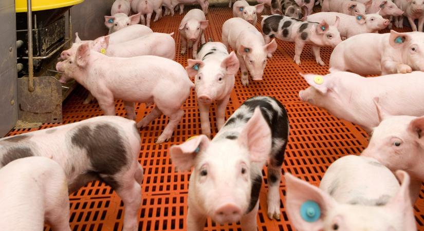 Új, dél-olasz sertéspestis-törzs bukkant fel Németországban: de hogy került oda? - Agroinform