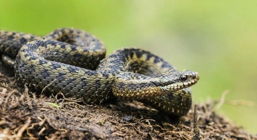 Halálos kígyómarás Szlovéniában – erre figyelj, ha nyaralni mész - Kemma