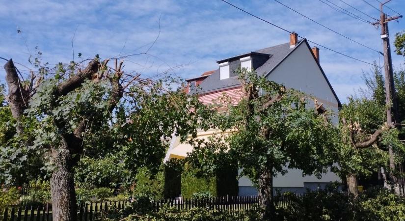 Tönkretették a fákat a Cholnokyn? - Veol