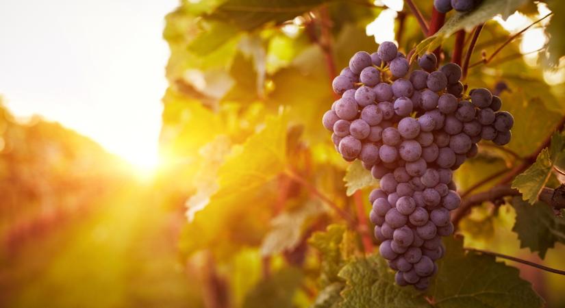 Csak így élheti túl a magyar szőlő: nincs több idő, lépni kell - Agrárszektor