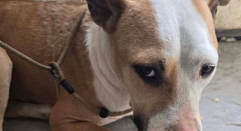Lecsiszolt fogú pitbullt találtak egy mezőn - Kutyabarát Helyek