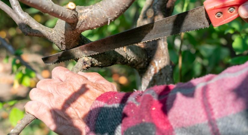 Vigyázz! Ezeket a fákat tilos megmetszeni nyáron! - Agroinform