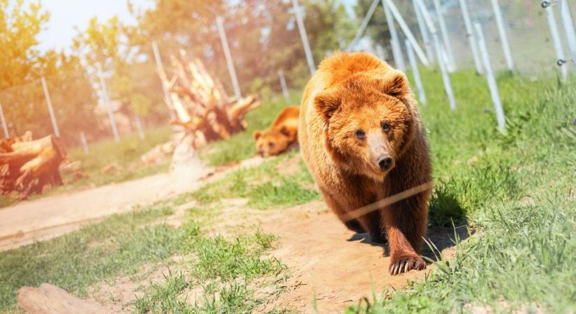 Rendőröket riadóztattak a Wildwood Devon vadasparkba - Szoljon
