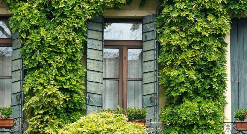 Madár csapódott az ablaknak? Ne hibázzon a segítségnyújtásnál! - Agrofórum