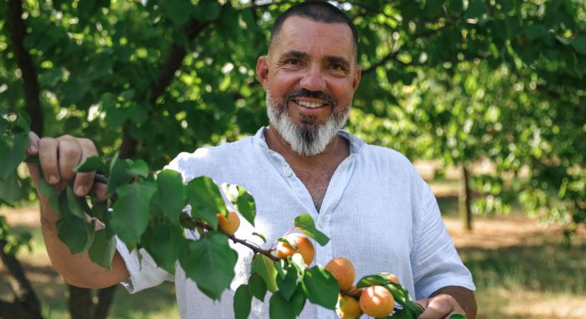 Roham a kajsziért - Nem bír olyan gyorsan érni a barack, mint amennyien szednék - Kisalföld