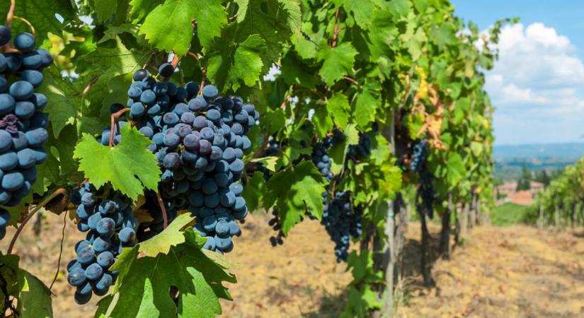 Veszélyben a magyar borvidékek: apró rovar okozhat hatalmas pusztítást - Agroinform