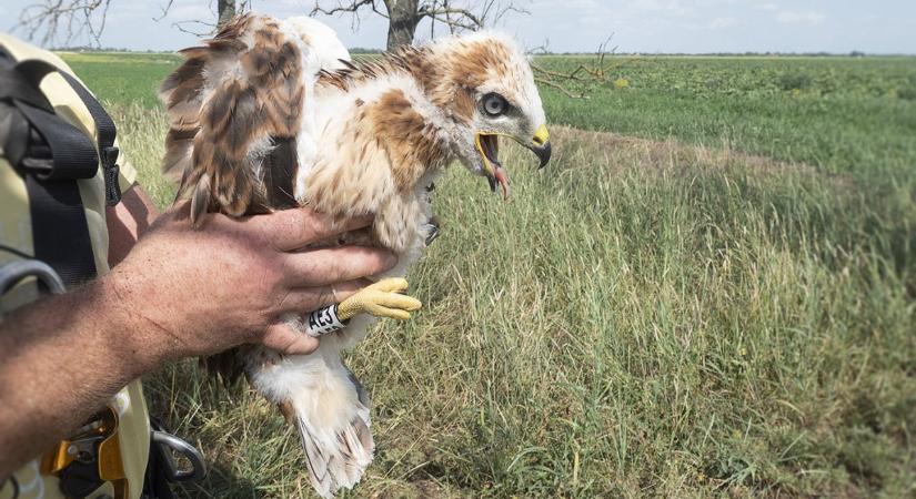 Pusztai ölyv fiókákat gyűrűztek Kardoskútnál - Hódpress