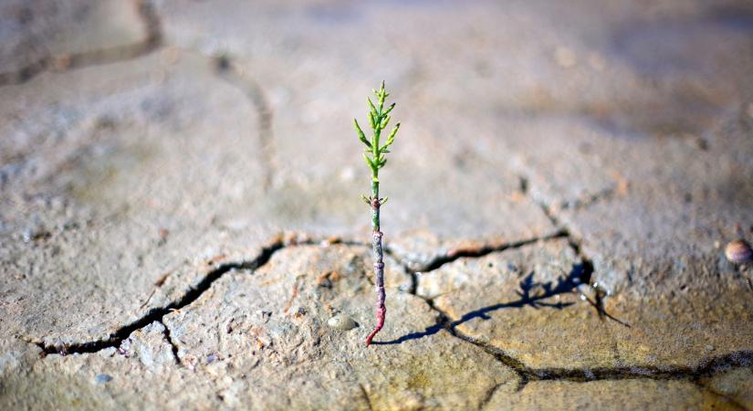 Agrárkatasztrófa fenyeget – bajban a mezőgazdaság Parajd környékén - Agroinform