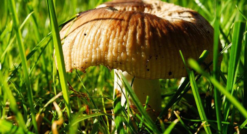 Mit jelez, ha gomba nő a fűben? Nem mindig baj! - Agrofórum