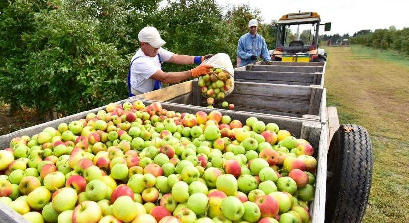 Júliustól nem lehet többet dolgozni évi 120 napnál, itt a NAV új szabálya - BAON