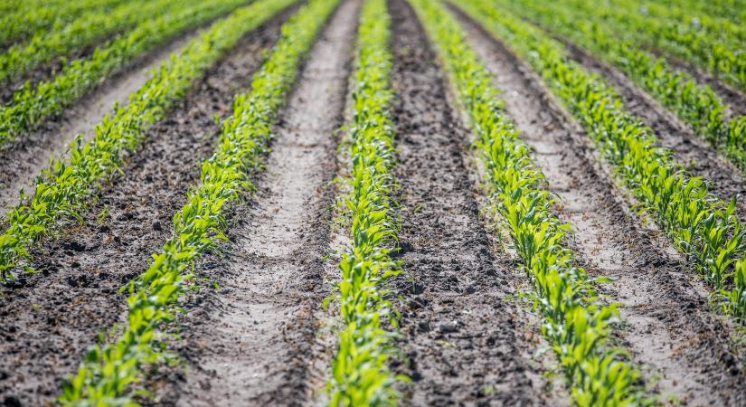 Júliusban igényelhető a kukoricatermelők aszálykár kompenzációs támogatása - Agrotrend