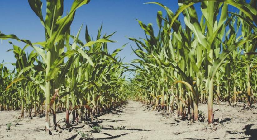 Kompenzáció kukoricatermelőknek: itt vannak a jogosultság pontos feltételei - Agroinform
