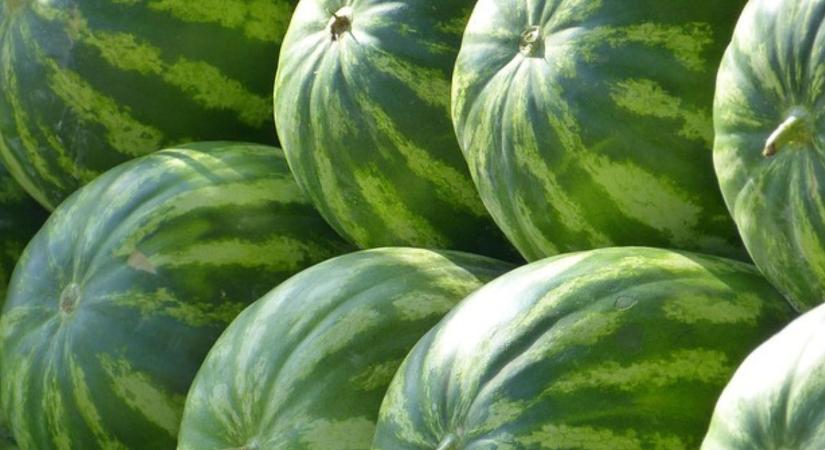 Szigorúan ellenőrzik a dinnyéket – ezeket vizsgálja a hatóság - Agroinform