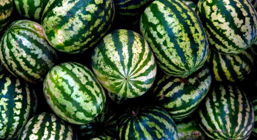 Váratlan hírek érkeztek a magyar dinnyéről: ezt mindenkinek tudnia kell - Agrárszektor