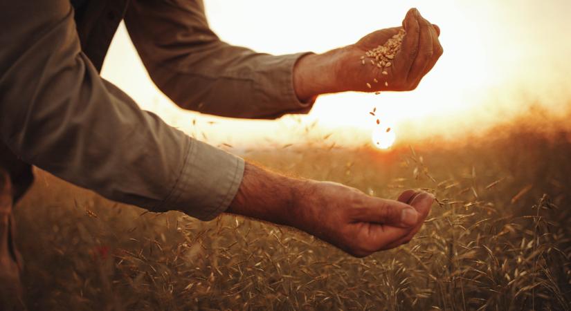 Nő a nyomás a magyar takarmányiparon: már a külföldi piac sem garancia a nyereségre - Agrárszektor