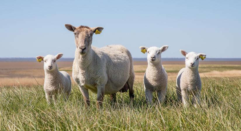 Csökkenő tendencia az uniós bárányáraknál - Agrotrend