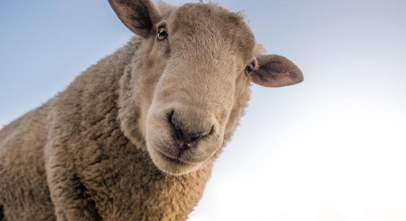 Véleményezhető az uniós állatjóléti szabályok felülvizsgálata - Agrotrend