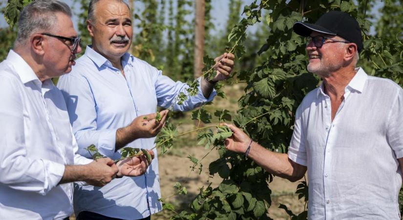 A komló és a sörárpa termesztésének komoly jövője van Magyarországon - Agrotrend