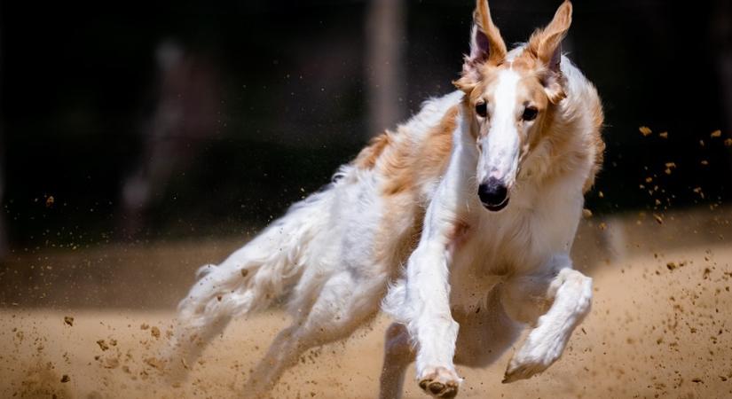 A borzoi, avagy az orosz agár – elegancia turbófokozaton - Hobbiállat