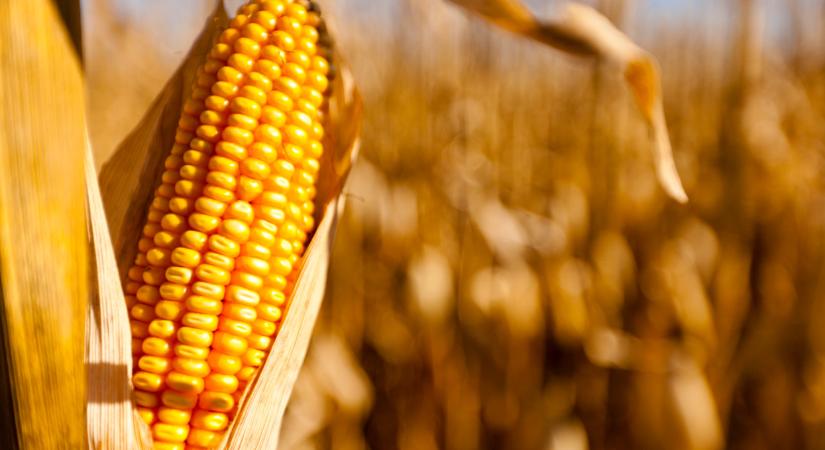 Indul a pénzosztás: 6 milliárdot szórnak szét itthon, sokan örülhetnek - Agrárszektor