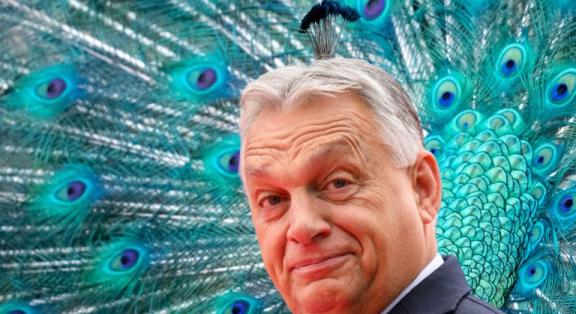 Ornitológiai jelentés – Józsa Márta jegyzete - Klubrádió