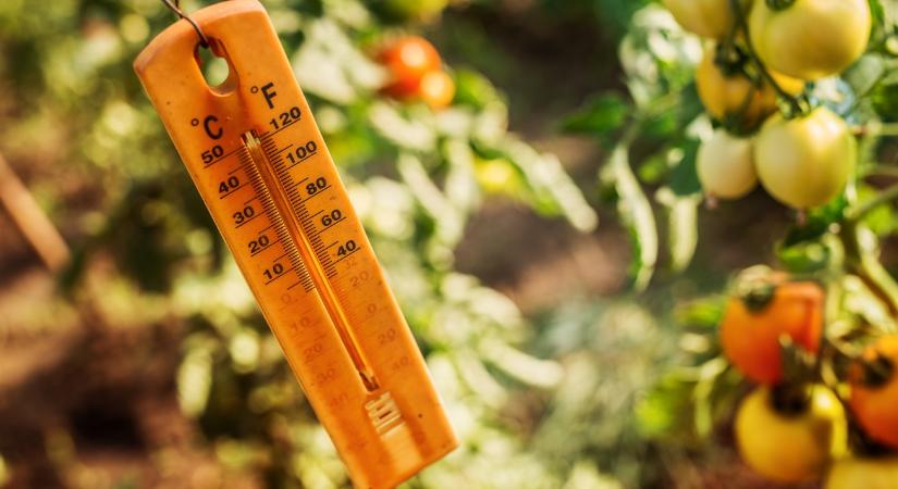 Azt hitted, hőségben nem vethetsz? – Június végi konyhakerti tippek - Agroinform