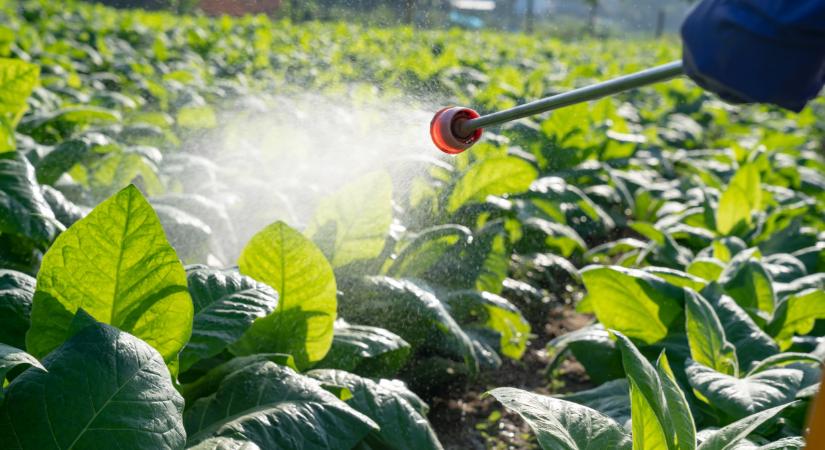 Kiderült: ezekben az élelmiszerekben találtak növényvédőszer-maradékot - Agrárszektor