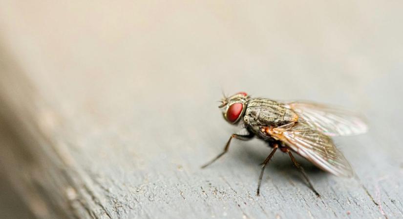 5 természetes és olcsó módszer, amivel távol tarthatod a legyeket az otthonodtól - Nőklapja