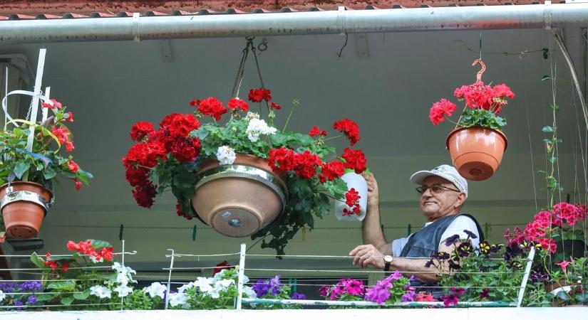 Ettől kipusztulhat a muskátli? Sokan rosszul cselekednek és kiirtják a kedvenceiket... - Haon