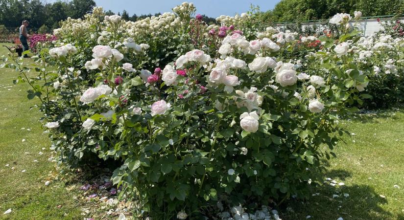 Kertbarát – Kulisszatitkok Cziráky Margit hercegné egykori rózsakertjéből - Győr Plusz