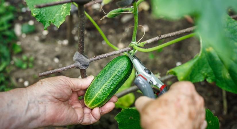 Ezt tedd és nem lesz keserű az uborka! - Agroinform