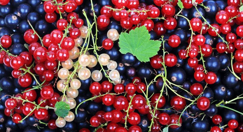 Piros, fekete, fehér: mit kell tudni a különböző ribizlifajtákról?