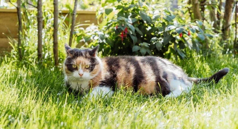 11 jel, hogy a macska túlhevült a nyári forróságban