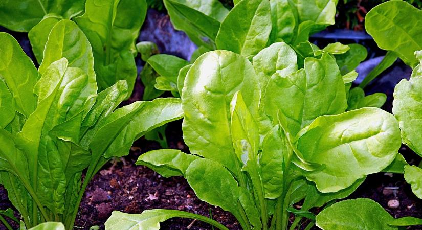 Kihirdették a 2025-ös EU Bio Díjak döntőseit