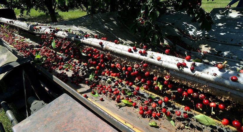 Folyamatosan romlik a cseresznyeágazat helyzete