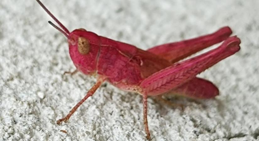 Ilyen sáskát sem valószínű, hogy látott már - Fotó a győrszentiváni kertből