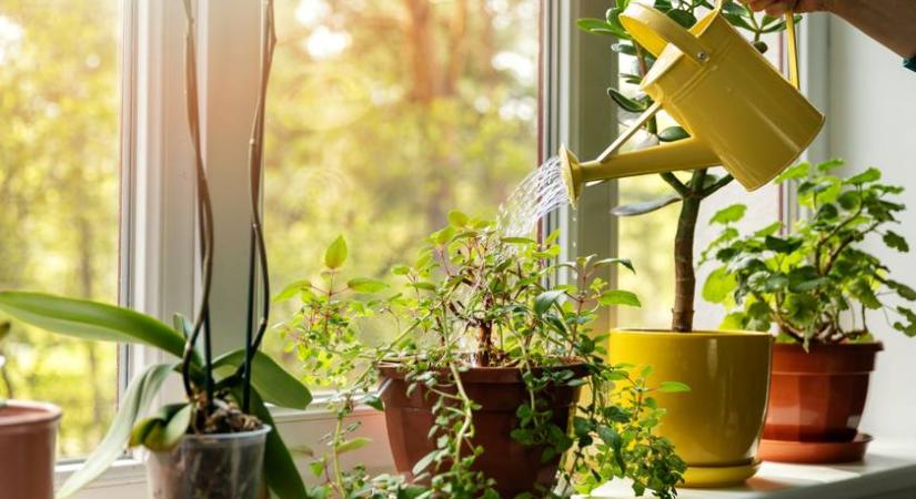 Ez az egy trükk segít, hogy ne öntözd túl a növényeket – Csak 2 apróság kell hozzá