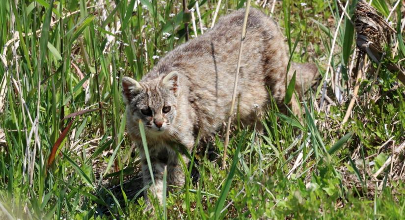 Zsákmányt kereső szak a patakparton